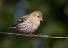 Siskin_5D3_42628.jpg