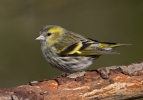 Siskin_5D_02523.jpg