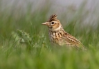 Skylark_28945.jpg