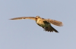 Skylark_40145.jpg