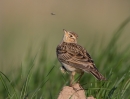 Skylark_5D3_89190.jpg