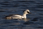 Filename=Smew-Drake_72501.jpg
Filesize=115KiB
Dimensions=600x410
Date added=Jan 04, 2013 Smew-Drake_72501.jpg