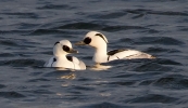 Filename=Smew-Male_20233.jpg
Filesize=126KiB
Dimensions=600x346
Date added=Feb 24, 2012 Smew-Male_20233.jpg