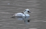 Smew-Male_20997.jpg