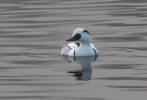 Filename=Smew-Male_21004.jpg
Filesize=84KiB
Dimensions=600x407
Date added=Mar 02, 2012 Smew-Male_21004.jpg