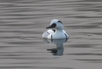 Smew-Male_21004.jpg