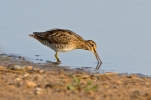 Snipe_50317.jpg