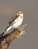 Snow-Bunting_5D_33526.jpg