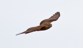 Sparrowhawk-Female-In-Fligh.jpg