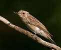 Spotted-Flycatcher_51360.jpg