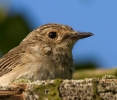 Spotted-Flycatcher_51402.jpg