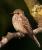 Spotted-Flycatcher_51568.jpg