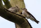 Spotted-Flycatcher_5D3_59487.jpg