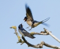 Swallows_34693.jpg