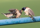 Swallows_5D_16594.jpg