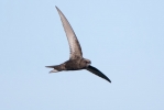 Swift_5D_15450.jpg