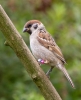 Tree-Sparrow_3665.jpg