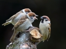 Tree-Sparrows_41701.jpg