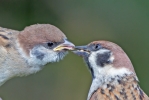 Tree-Sparrows_5D_15572.jpg