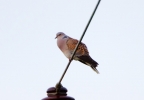 Filename=Turtle-Dove_30880.jpg
Filesize=51KiB
Dimensions=600x414
Date added=May 05, 2012 Turtle-Dove_30880.jpg