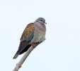 Turtle-Dove_42497.jpg