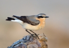 Wheatear_5D3_50451.jpg