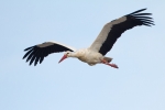 Filename=White-Stork-In-Flight_18369.jpg
Filesize=72KiB
Dimensions=650x431
Date added=Feb 13, 2012 White-Stork-In-Flight_18369.jpg