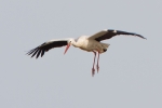 Filename=White-Stork-In-Flight_19625.jpg
Filesize=79KiB
Dimensions=650x433
Date added=Feb 20, 2012 White-Stork-In-Flight_19625.jpg