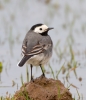 White-Wagtail_28597.jpg