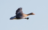 Filename=White-f-Goose_12015.jpg
Filesize=74KiB
Dimensions=650x408
Date added=Jan 02, 2012 White-f-Goose_12015.jpg