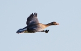 White-f-Goose_12015.jpg