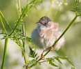 Whitethroat_5D_15596.jpg