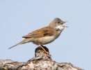 Whitethroat_75021.jpg