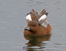 Wigeon-Male-Eclipse_56036.jpg