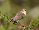 Willow-Warbler_5D_12520.jpg