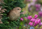 Wren_5D3_46436.jpg