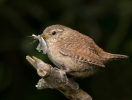 Wren_5D_21689.jpg