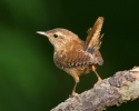 Wren_5D_22418.jpg