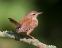 Wren_5D_22628.jpg