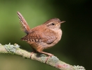 Wren_5D_22645.jpg