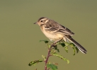 Yellow-Wagtail-Juv_5D_19243.jpg