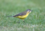 Yellow-Wagtail_5D_12663.jpg