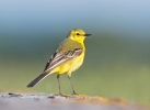 Yellow-Wagtail_5D_15423.jpg