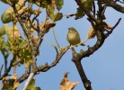 Filename=Yellow-browed-Warbler_1321.jpg
Filesize=129KiB
Dimensions=600x434
Date added=Oct 02, 2011 Yellow-browed-Warbler_1321.jpg