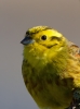 Yellowhammer_26330.jpg