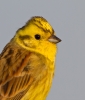 Yellowhammer_37157.jpg