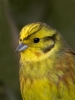 Yellowhammer_5D_10591.jpg