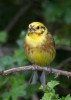 Yellowhammer_5D_15724.jpg