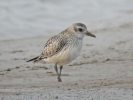Grey_Plover10.jpg