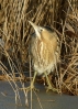 Filename=020_28229.JPG
Filesize=81KiB
Dimensions=320x448
Date added=Jan 26, 2013 020_28229.JPG